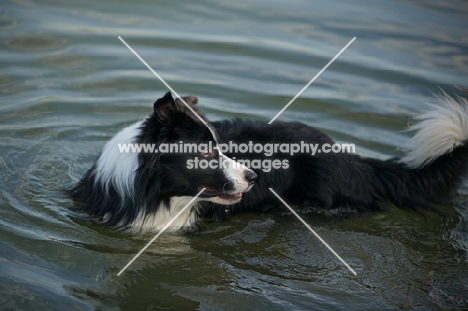 black and white border collie standing in the water