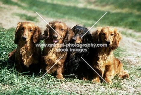 four longhaired dachshunds sitting together