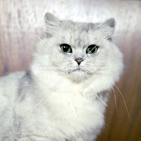 gr ch kitza's silverlove of summerset, shaded silver long hair cat in usa