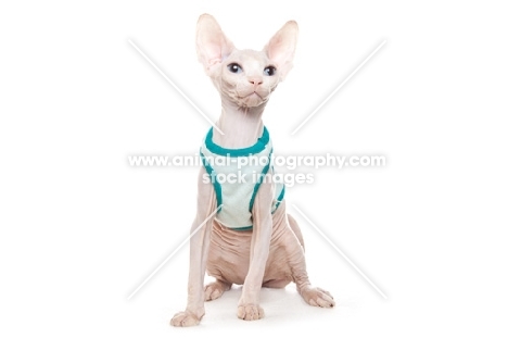 sphynx kitten wearing jumper