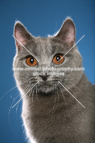 Chartreux head study on blue background