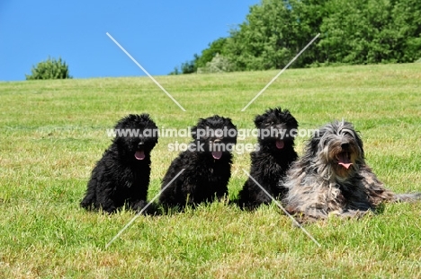 Bergamasco with puppies