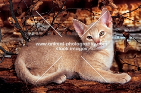 fawn abyssinian kitten on a log