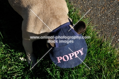 French Bulldog wearing a hat and looking down with head in grass