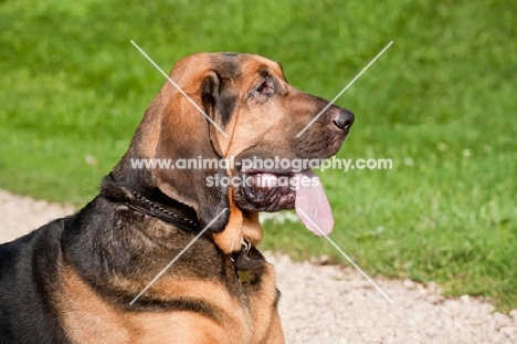 head and shoulder  shot of Bloodhound dog lying on gravel road with grass in background