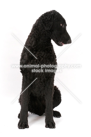Curly Coated Retriever looking aside
