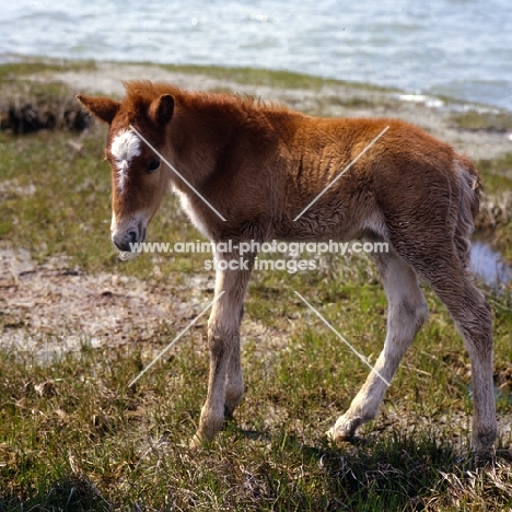 Chincoteague foal standing on grass