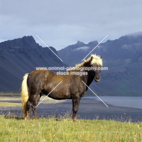 Iceland horse at Hofn in sunlight against grey mountains