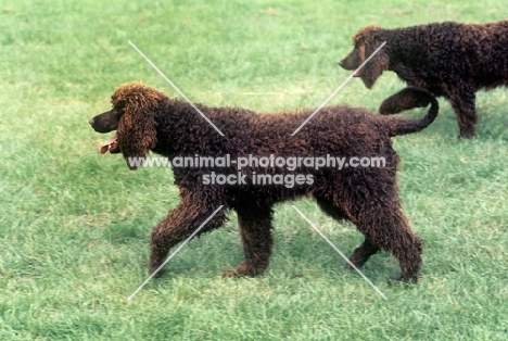 two irish water spaniels walking