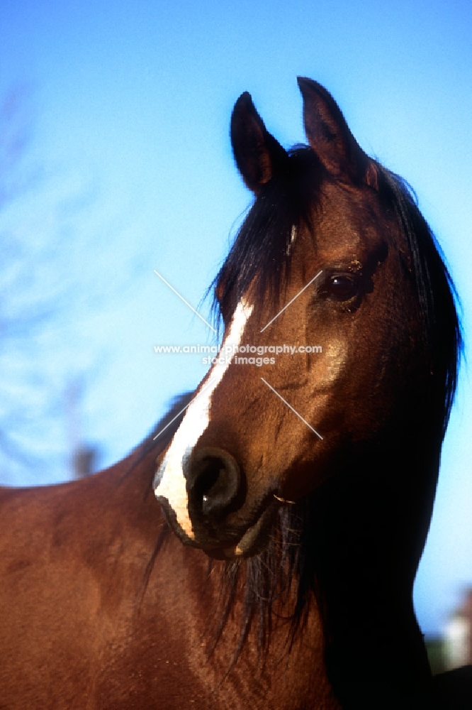 arab mare in uk, portrait