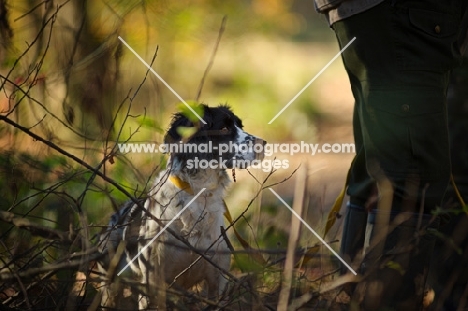 english springer spaniel hunting in the woods