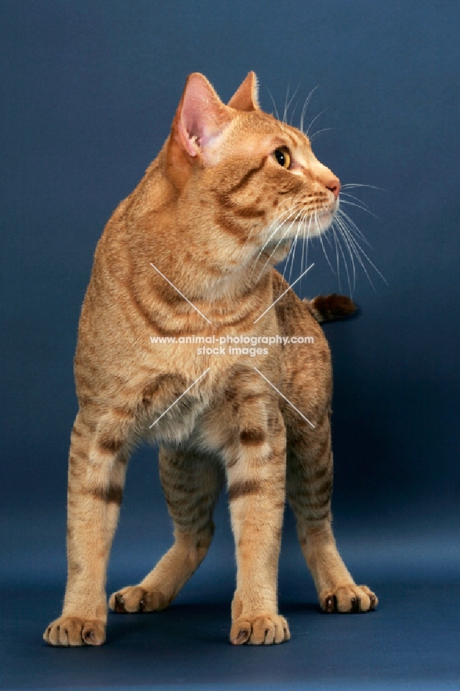 Ocicat looking aside, cinnamon spotted tabby colour