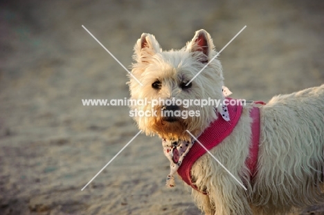 West Highland White Terrier wearing pink harness