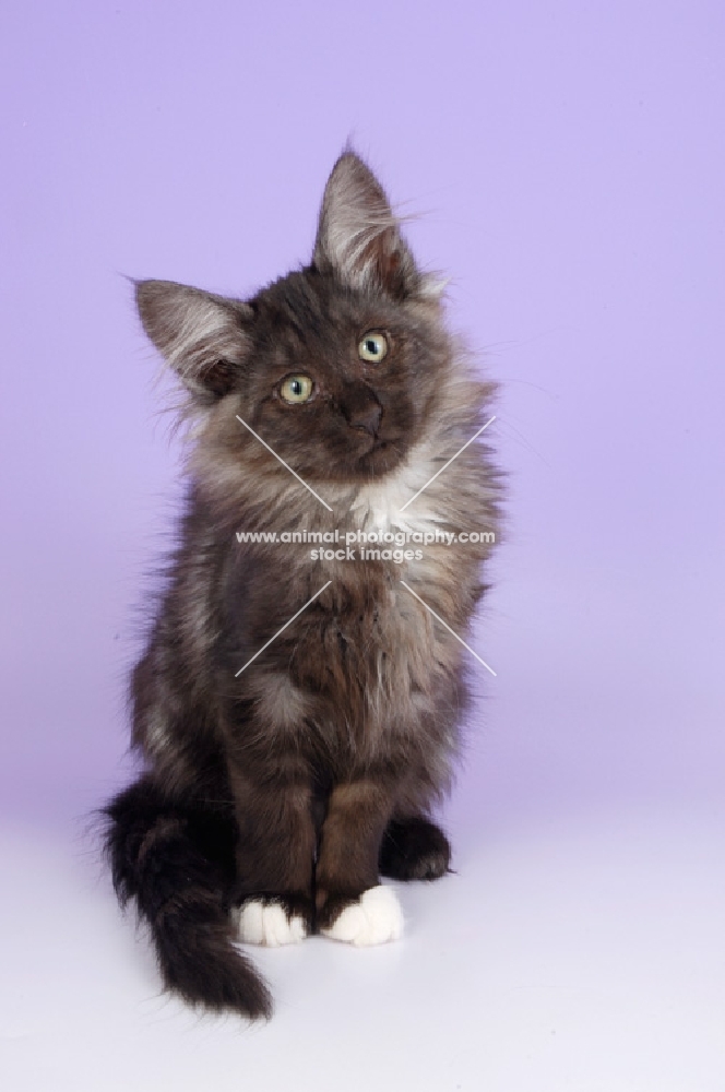 black smoke norwegian forest kitten