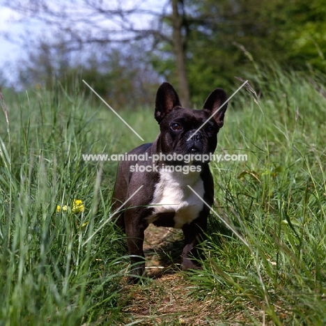 ch merrowlea opal of boristi,   french bulldog standing in long grass