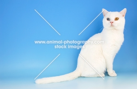 odd eyed white british shorthair sitting