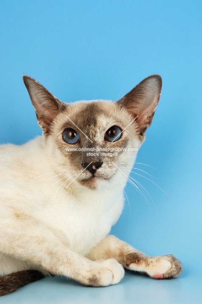 lilac tortie point siamese cat