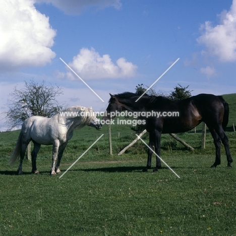 two connemara ponies meeting each other