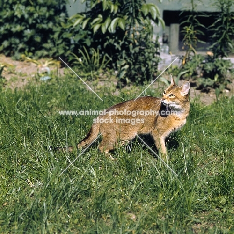 int ch dockaheems caresse, red abyssinian cat, on grass
