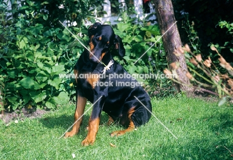 dobermann puppy holding a flower in her mouth
