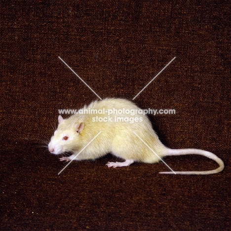 argente rat side view