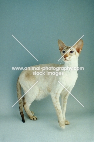 Siamese on blue background