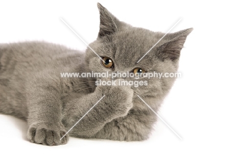 british shorthaired kitten licking paw