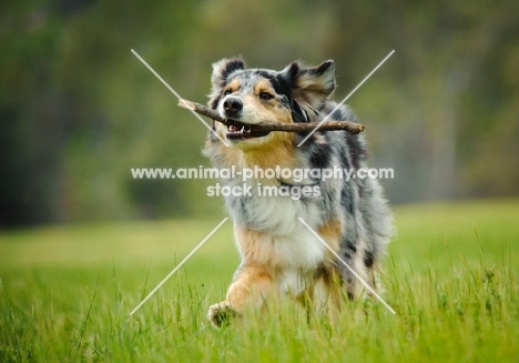 Australian Shepherd retrieving stick