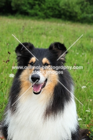 Rough Collie portrait