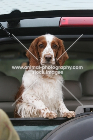 Welsh springer spaniel in car