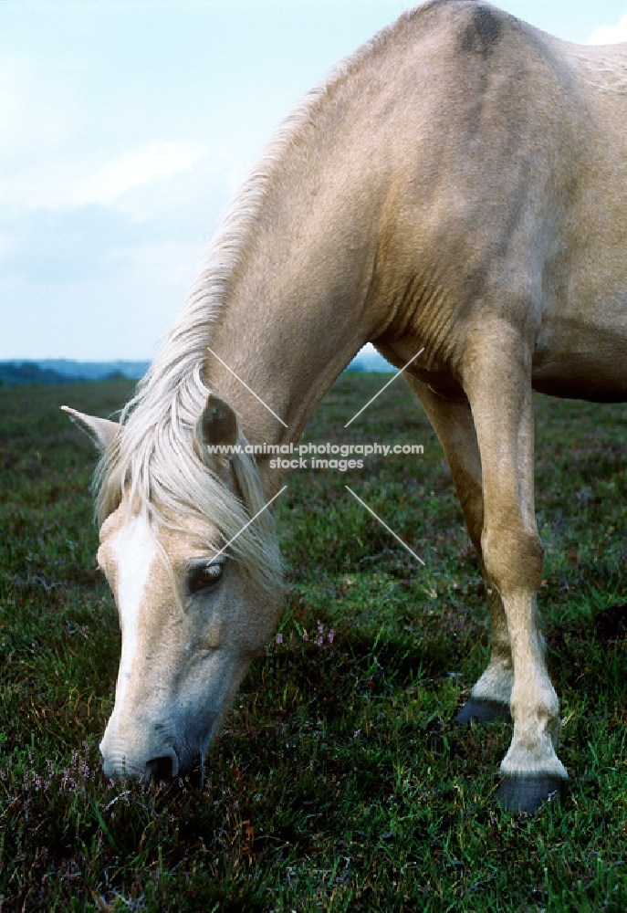 new forest pony grazing heather and plants in new forest