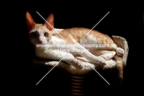 Cornish rex lying on cat tree