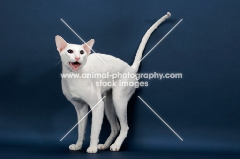 white Oriental Shorthair meowing