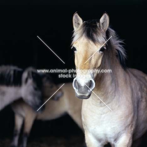 Fjord Pony in a stable