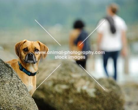 Puggle between rocks