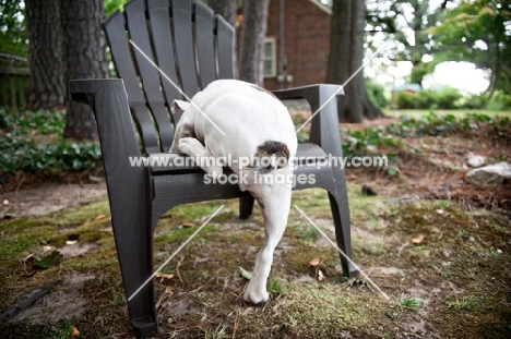 english bulldog puppy climbing onto adirondack chair (back view showing tail)