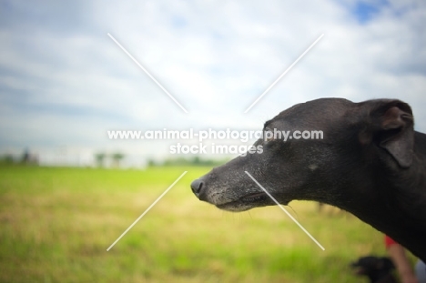 head profile of a black italian greyhound standing in an open field