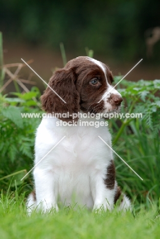 Dutch Partridge dog, puppy