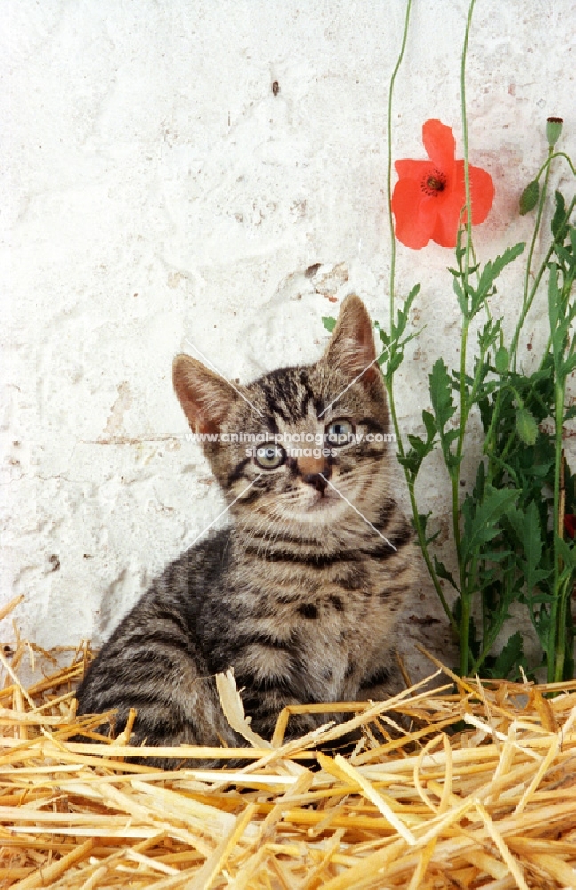 Household kitten on grass, near a poppy flower