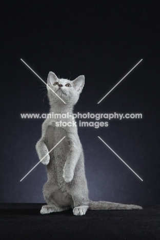 curious 10 week old Russian Blue kitten