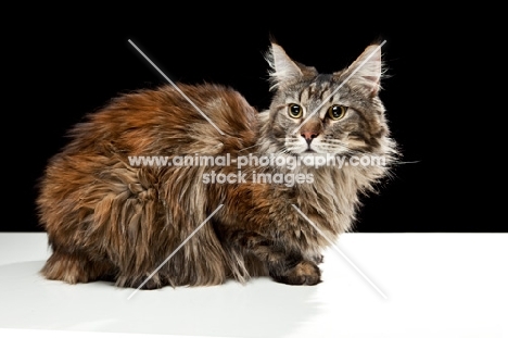 Maine Coon cat laying down, sideview, looking at camera