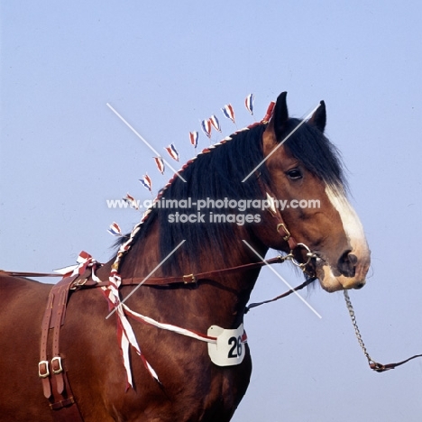 shire horse at show head study