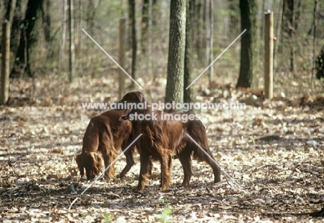 irish setters in forest in usa