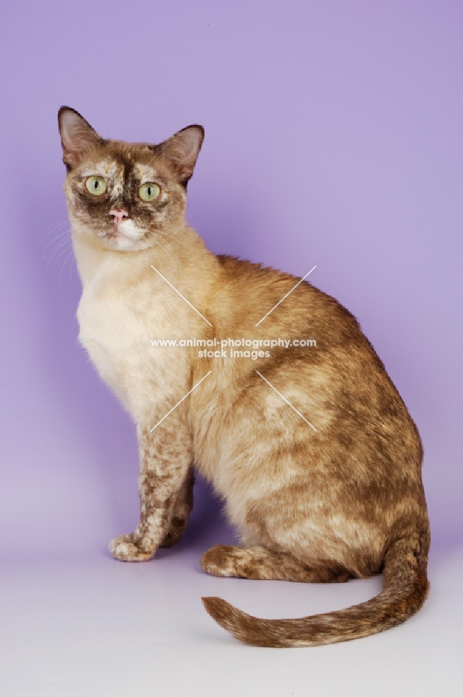 chocolate tortie burmese cat looking at camera