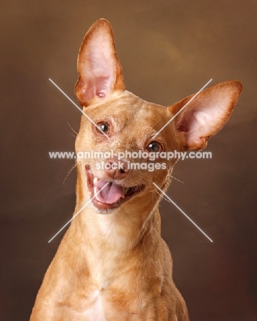 happy red Miniature Pinscher, portrait