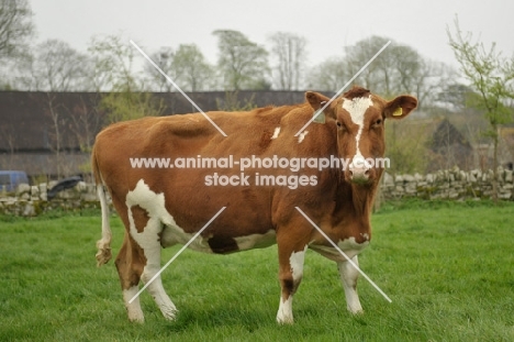 red holstein cow on grass