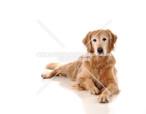 Golden Retriever lying on white background