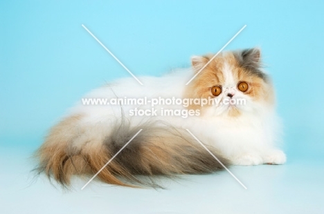 bi-coloured, blue cream and white persian cat lying down