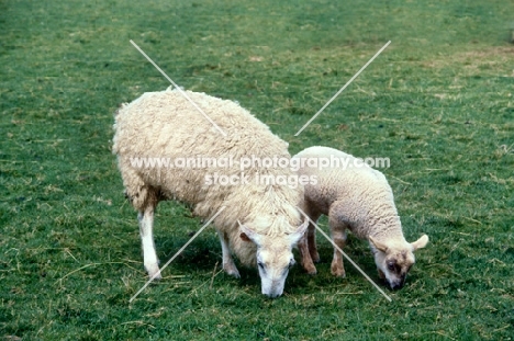 lleyn ewe with lamb grazing