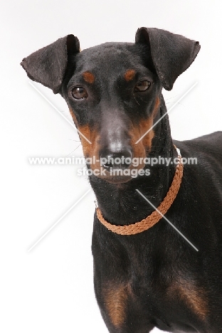 Australian Champion Manchester Terrier, Black with Tan Markings